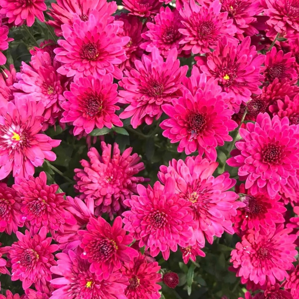 Meet your Posher, Gayle